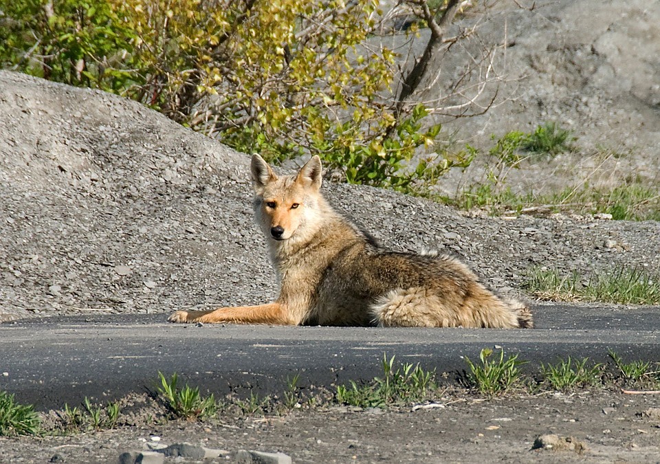 coyote-1819_960_720.jpg